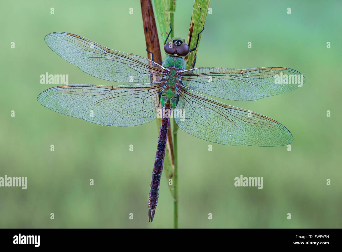 Comune Verde Darner Dragonfly (Anax junius) con rugiada, e USA, di Skip Moody/Dembinsky Photo Assoc Foto Stock