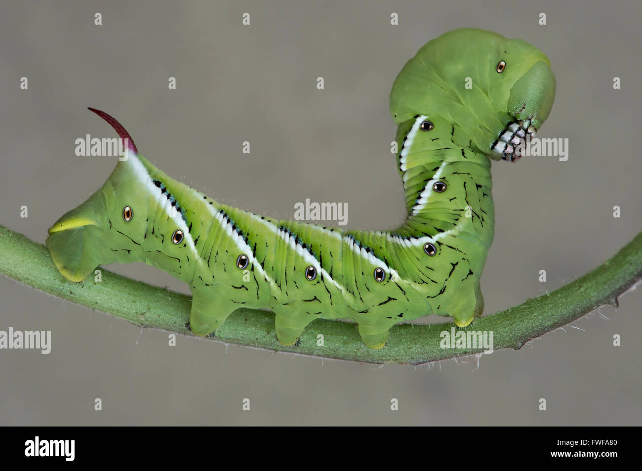 Tomato Hornworm falena o Hawkmoth Five-Spotted caterpillar, larve (Manduchi quinquemaculata) sulla pianta di pomodoro, USA orientale Foto Stock