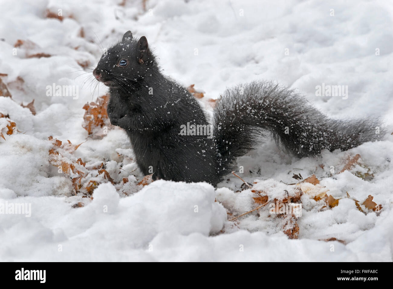 Grigio orientale scoiattolo (Sciurus carolinensis) nero fase, tempesta di neve, Michigan STATI UNITI Foto Stock
