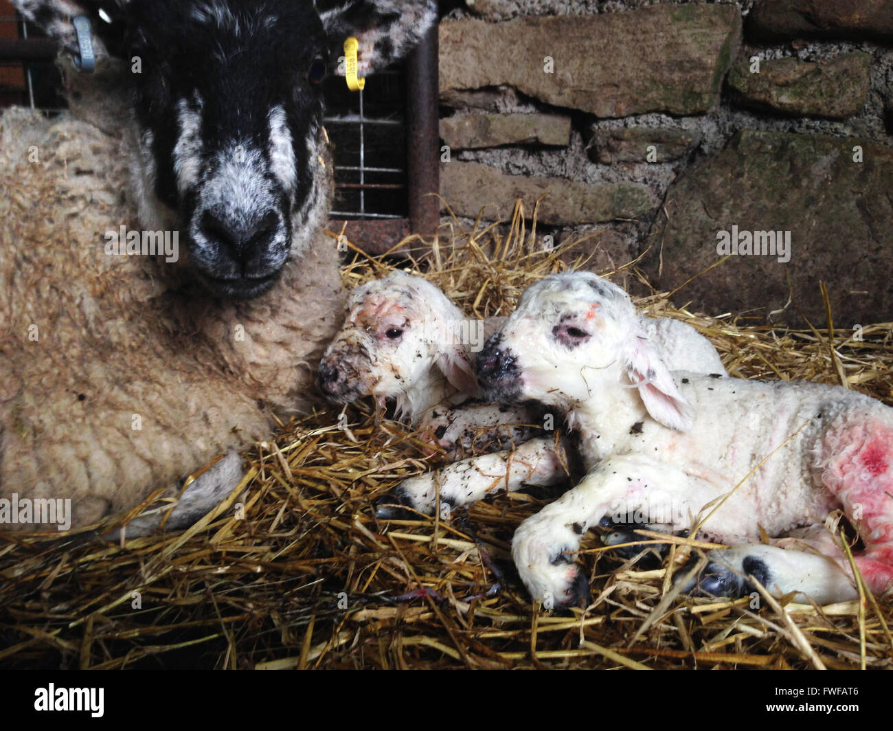 Holwick, Middleton in Teesdale, Co Durham, Regno Unito il 4 aprile 2016 non ancora 5 minuti il vecchio twin gli agnelli sono nati per una cura shearling pecora in un granaio in modo bassa fattoria in Teesdale superiore nel nord Pennine colline dove il loro periodo di figliatura oggi ha iniziato ufficialmente. (C) Kathryn Hext/Alamy Live News Foto Stock