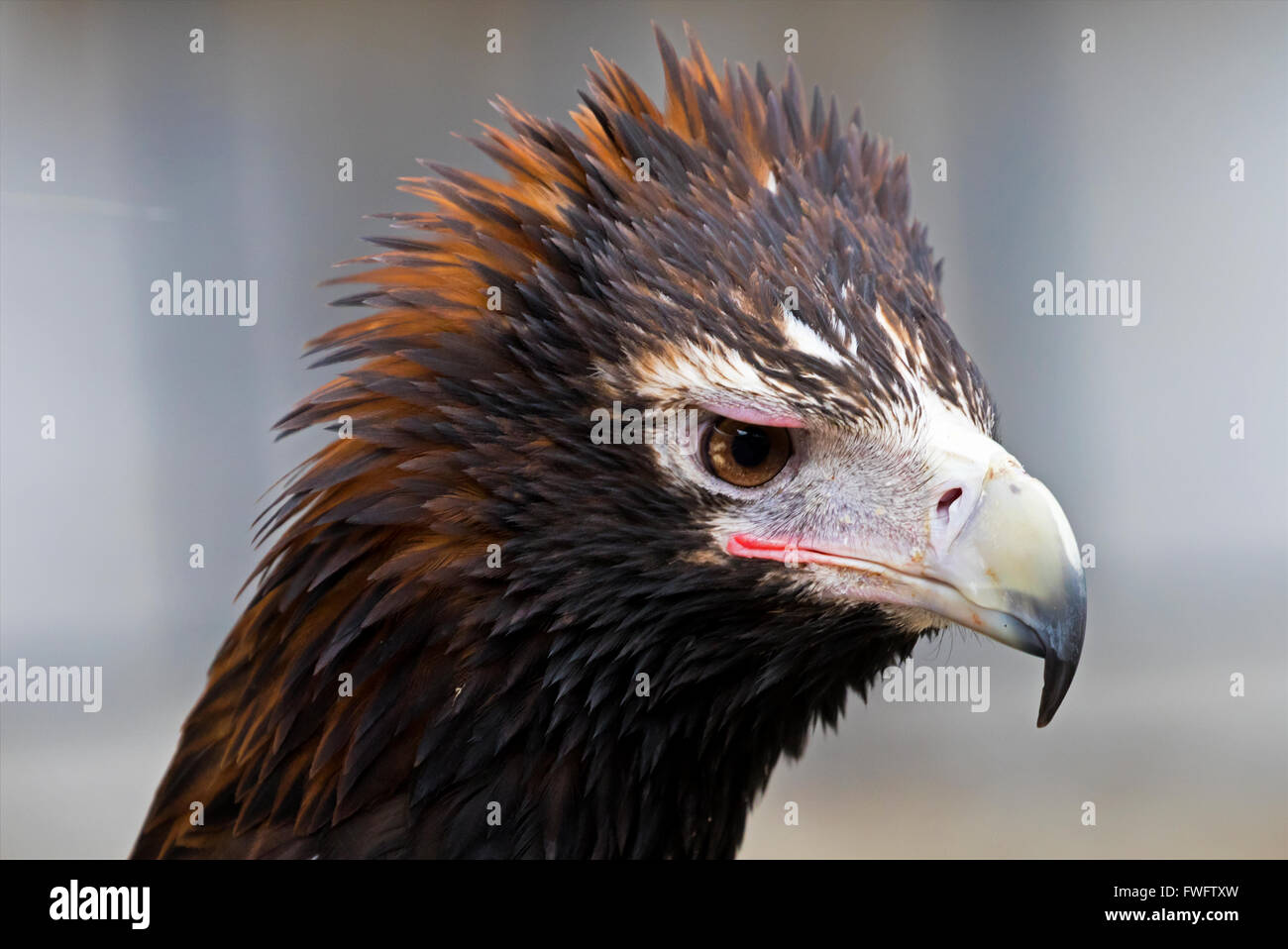 Cuneo tailed eagle Foto Stock