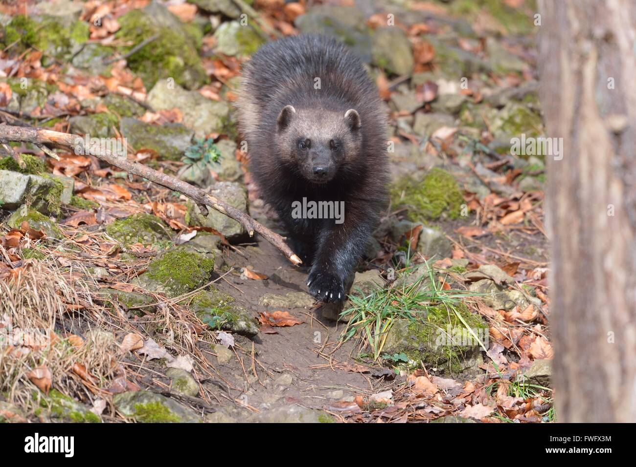 Wolverine - Glutton - Shunk orso - Quichatch (Gulo gulo) semi-animale in cattività Foto Stock