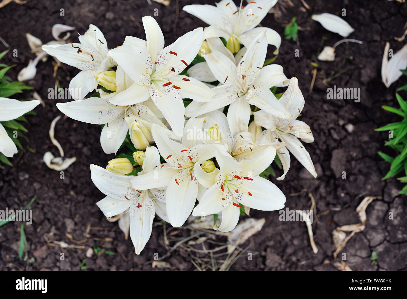 Gigli bianchi in fiore Foto Stock