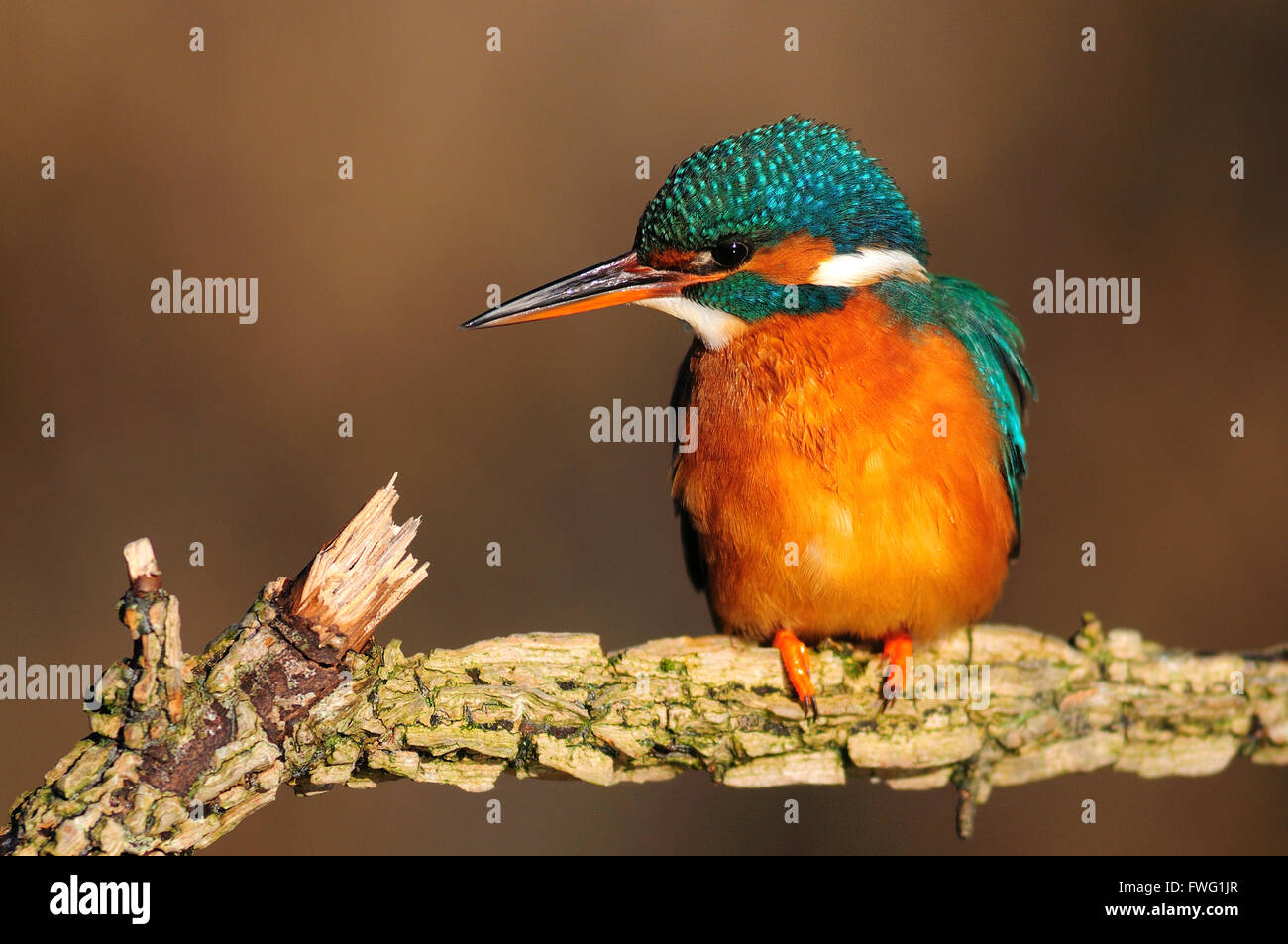 Kingfisher. Dorset, Regno Unito Novembre 2012 Foto Stock