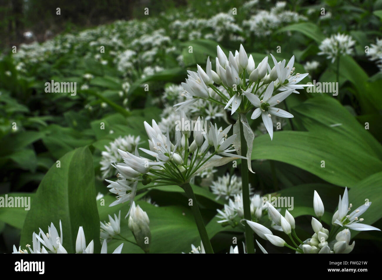 Ramsons aglio selvatico Allium ursinum Foto Stock
