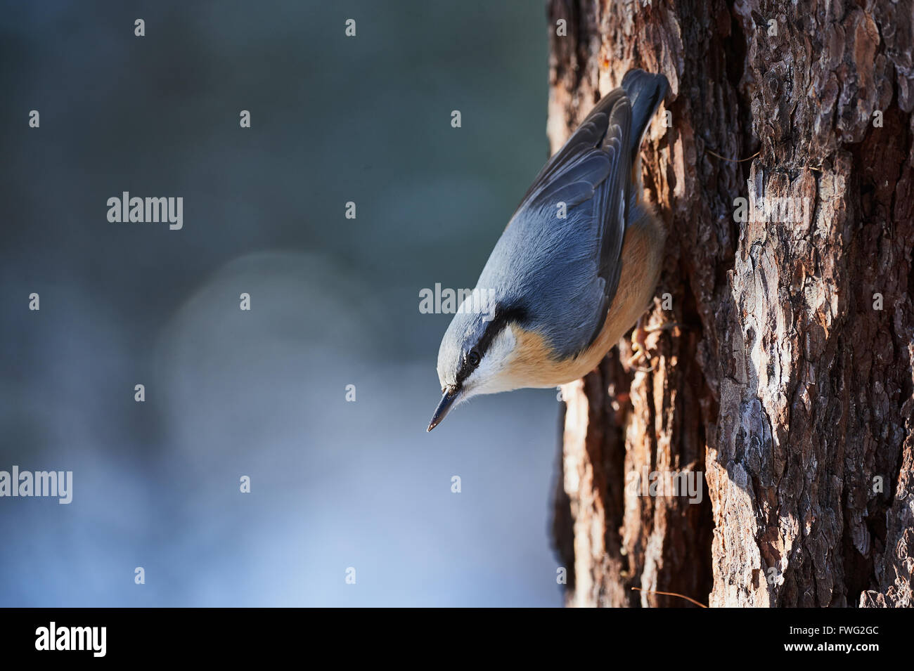 Picchio muratore appollaiato su un log di larice nelle Alpi Svizzere Foto Stock