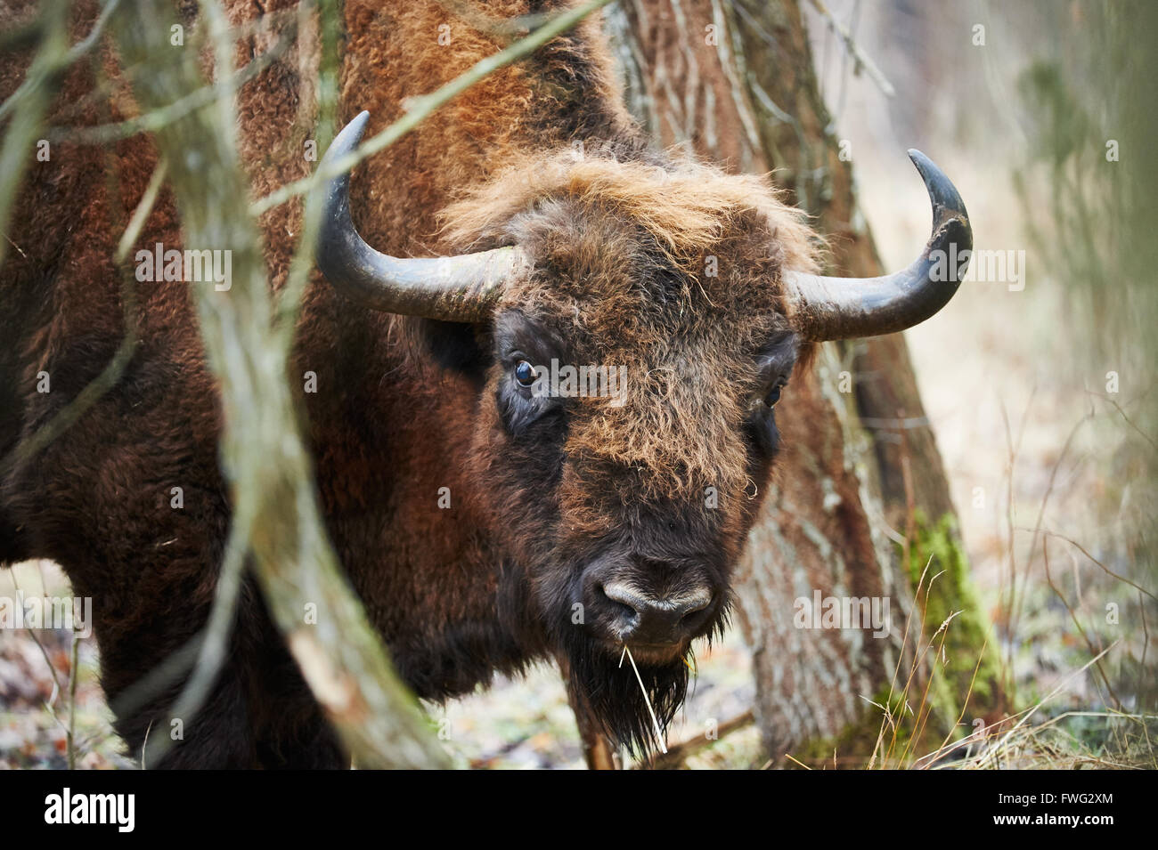 Il bisonte europeo ritratto fotografato in inverno in una foresta polacca Foto Stock