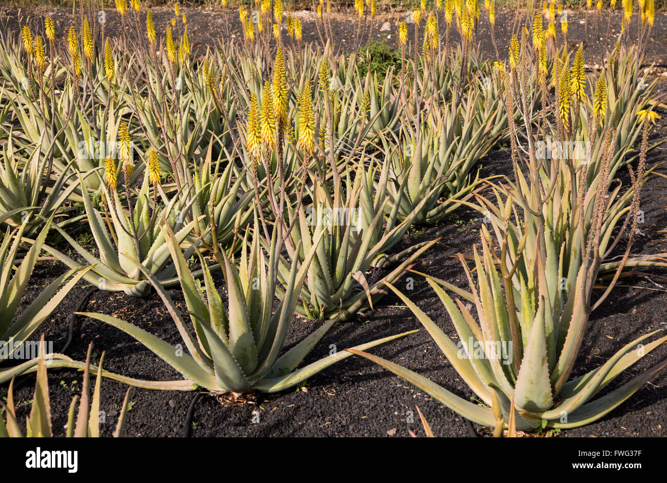 Aloe vera piante che crescono nel campo, Oliva, Fuerteventura, Isole Canarie, Spagna Foto Stock