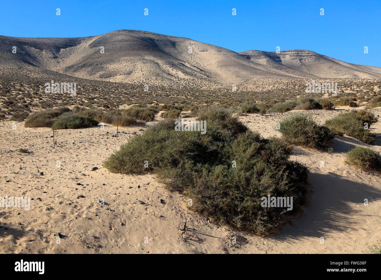 Asciugare deserto sabbioso Jandia peninsula, Fuerteventura, Isole Canarie, Spagna Foto Stock