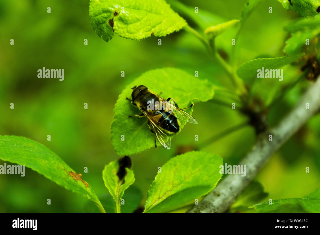 Un ape su una foglia Foto Stock