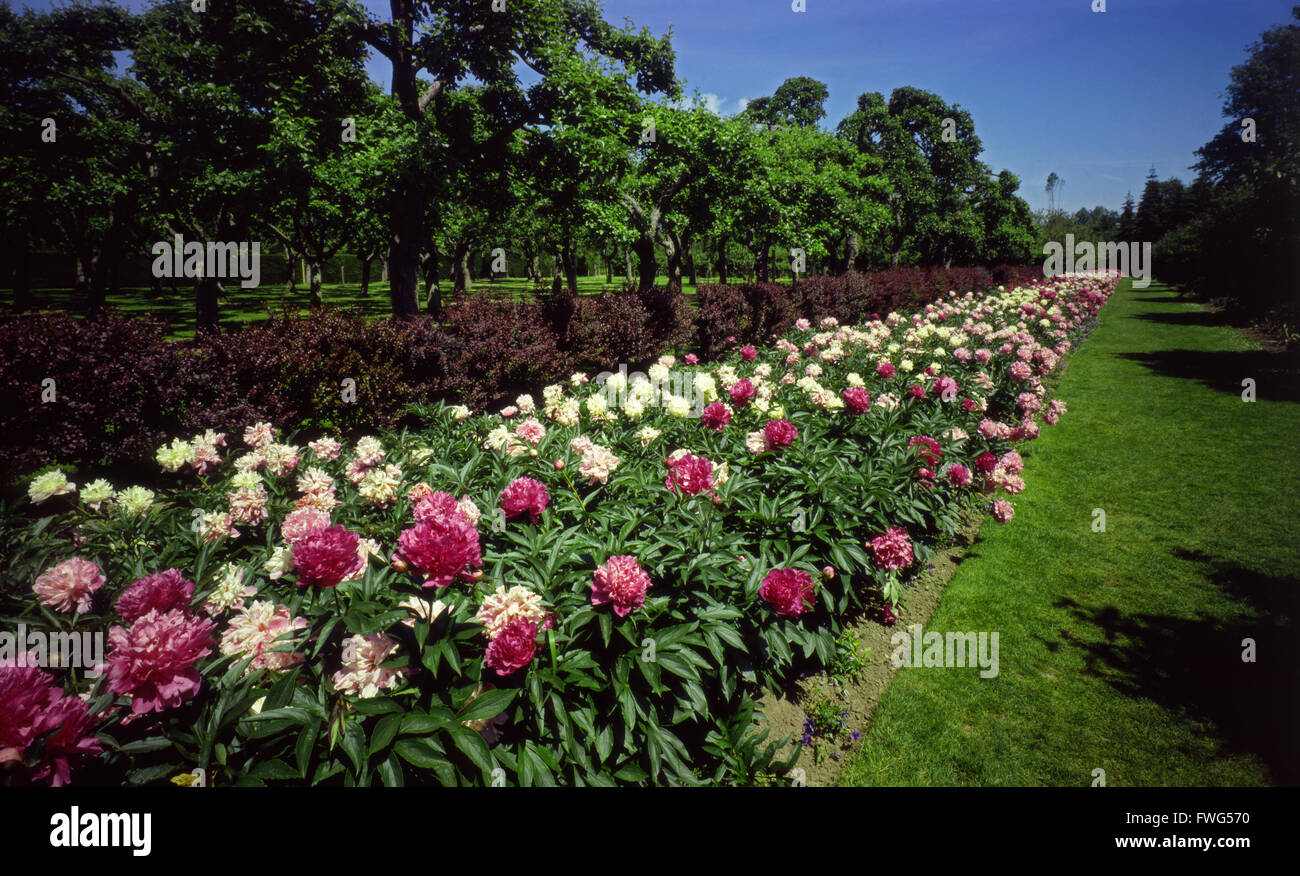 Un grande letto di peonie in piena fioritura Foto Stock