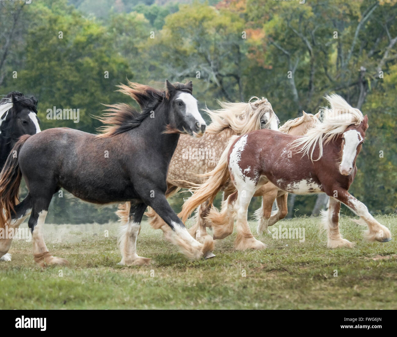Allevamento di Gypsy Cob horse mares in esecuzione Foto Stock