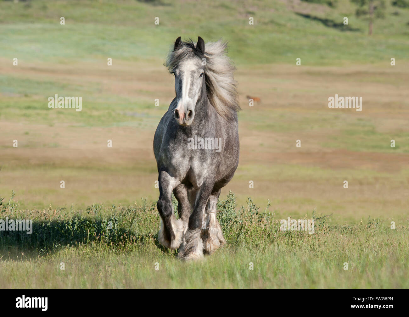 Gypsy Vanner cavallo mare trot verso di noi Foto Stock