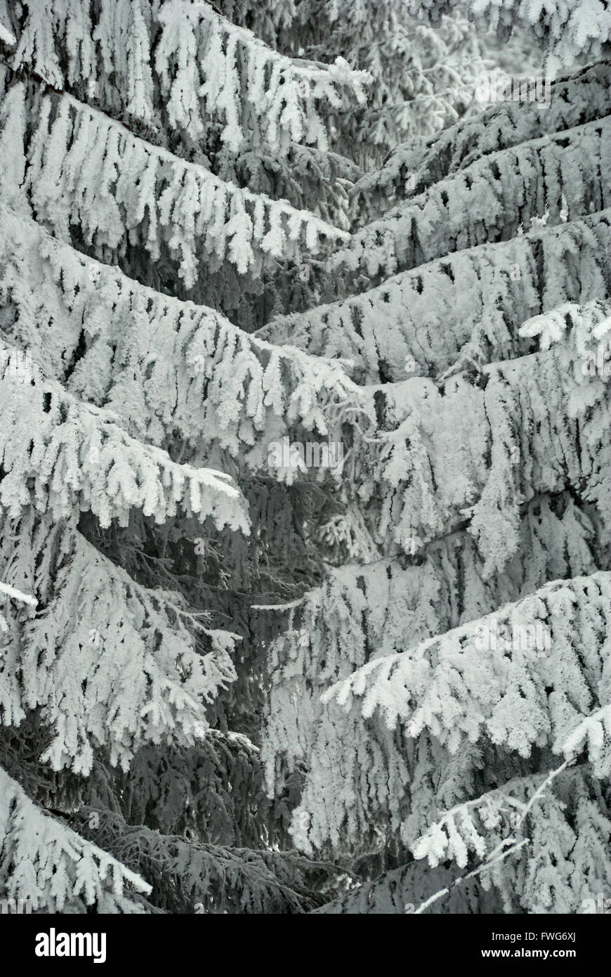 Coperte di neve rami di abete rosso in inverno Monti Beskidy in Polonia Foto Stock