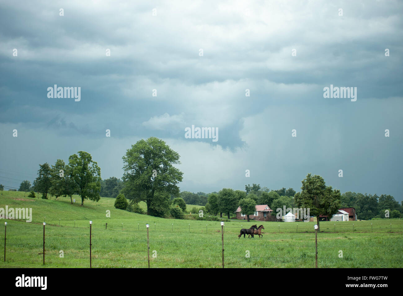 Cavalli in esecuzione in pascolo con scure nuvole sorm tettuccio Foto Stock