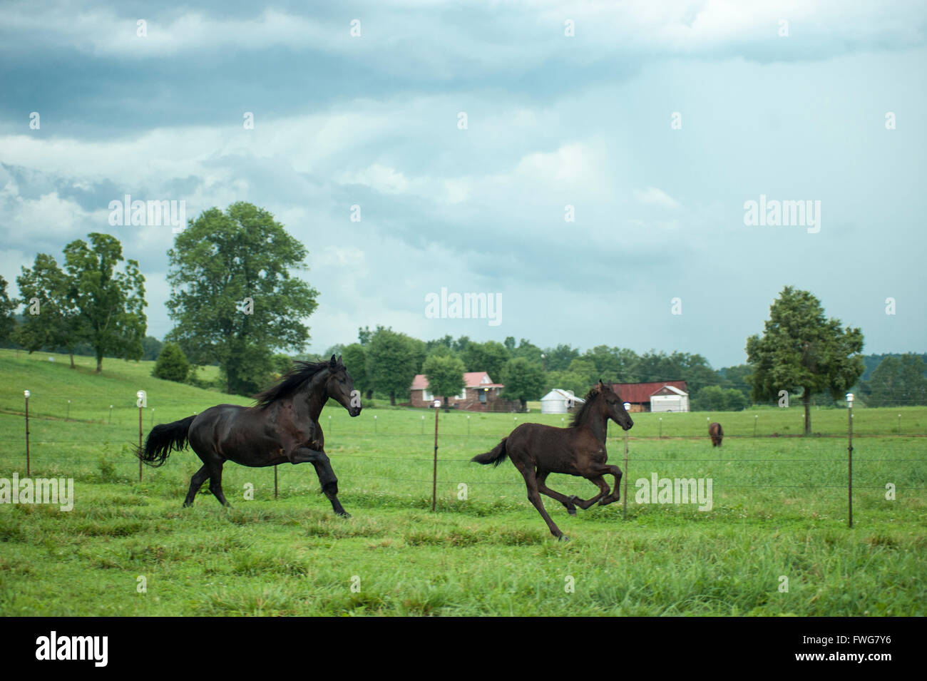 Cavalli in esecuzione in pascolo con scure nuvole sorm tettuccio Foto Stock