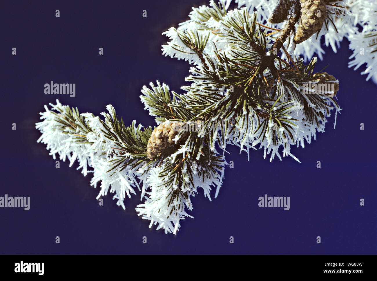 Di avvezione frost decora un jack pine (Pinus banksiana) sulla riva del lago di pioggia, nel Parco nazionale Voyageurs, Minnesota, Stati Uniti d'America Foto Stock