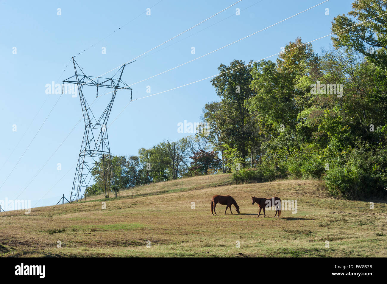 Le linee elettriche di alimentazione su pascolo cavalli, Tennessee, Stati Uniti d'America Foto Stock