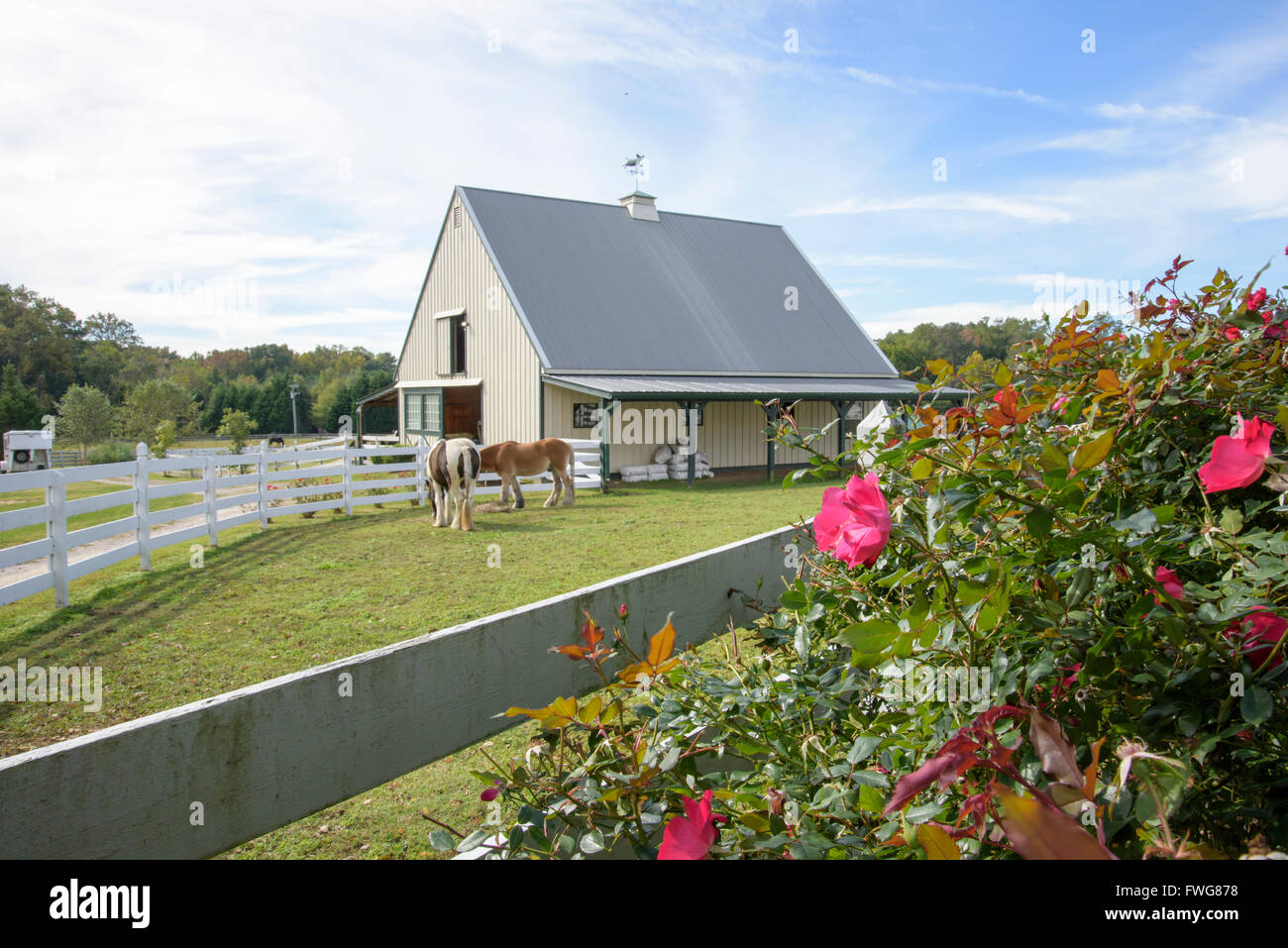 Cavallo piccolo fienile con cespugli di rose, Virginia, Stati Uniti d'America Foto Stock