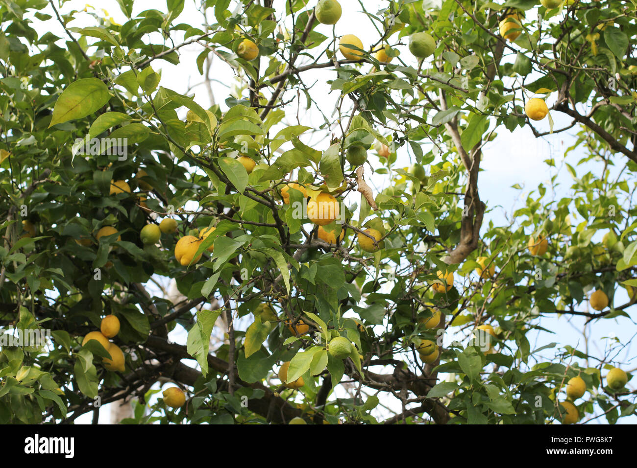 Albero di limone. Foto Stock