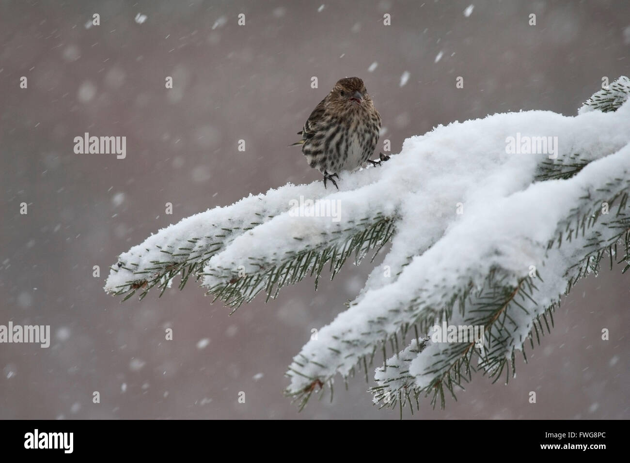 Pine lucherino appollaiato sulla neve ramo di pino Foto Stock