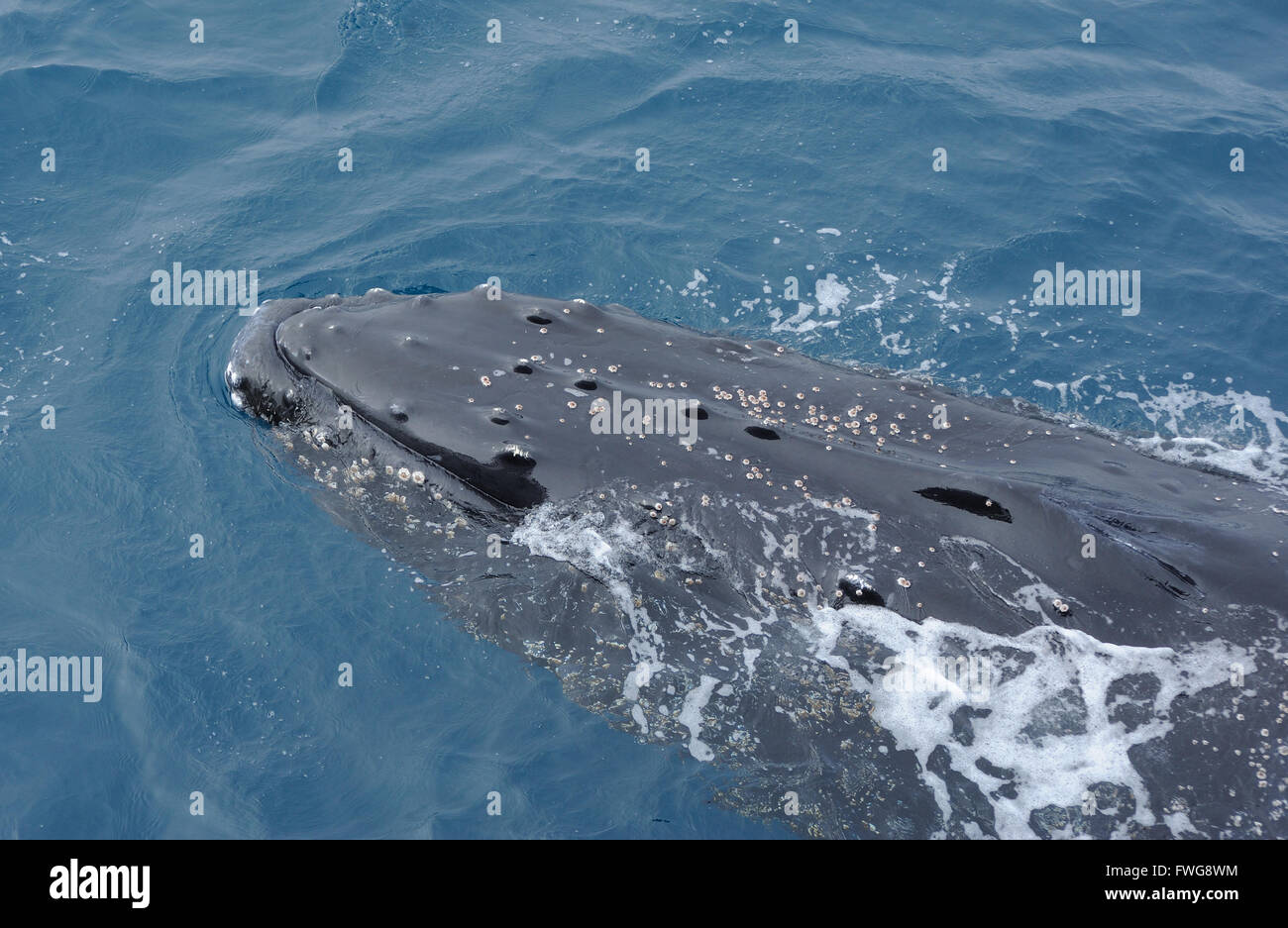 Un Humpback Whale (Megaptera novaeangliae) Isole Sandwich del Sud, Oceano Meridionale. Foto Stock