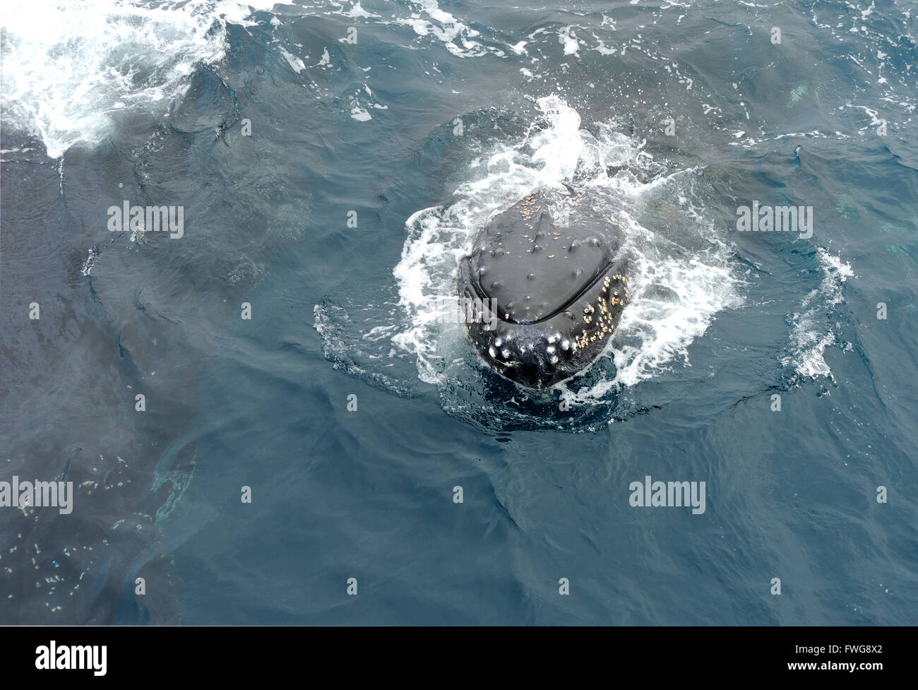 Humpback Whale (Megaptera novaeangliae) Isole Sandwich del Sud, Oceano Meridionale. Foto Stock