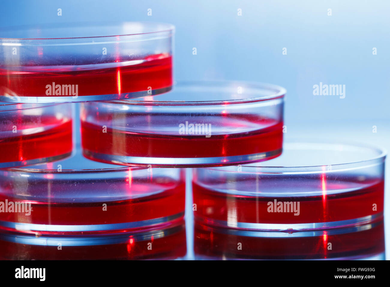 Capsule di Petri con liquido rosso. Foto Stock