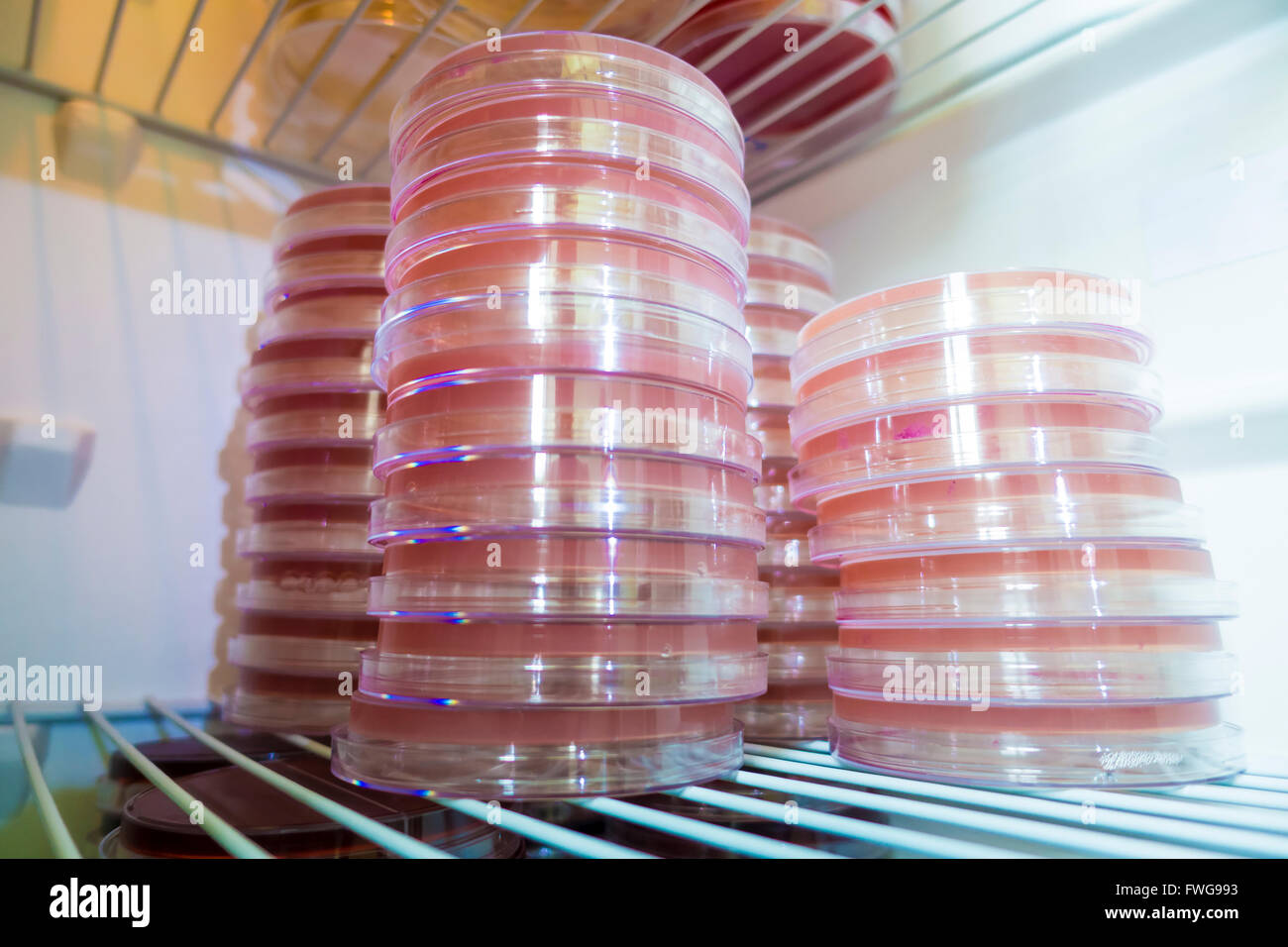 Capsule di Petri in frigorifero. Foto Stock
