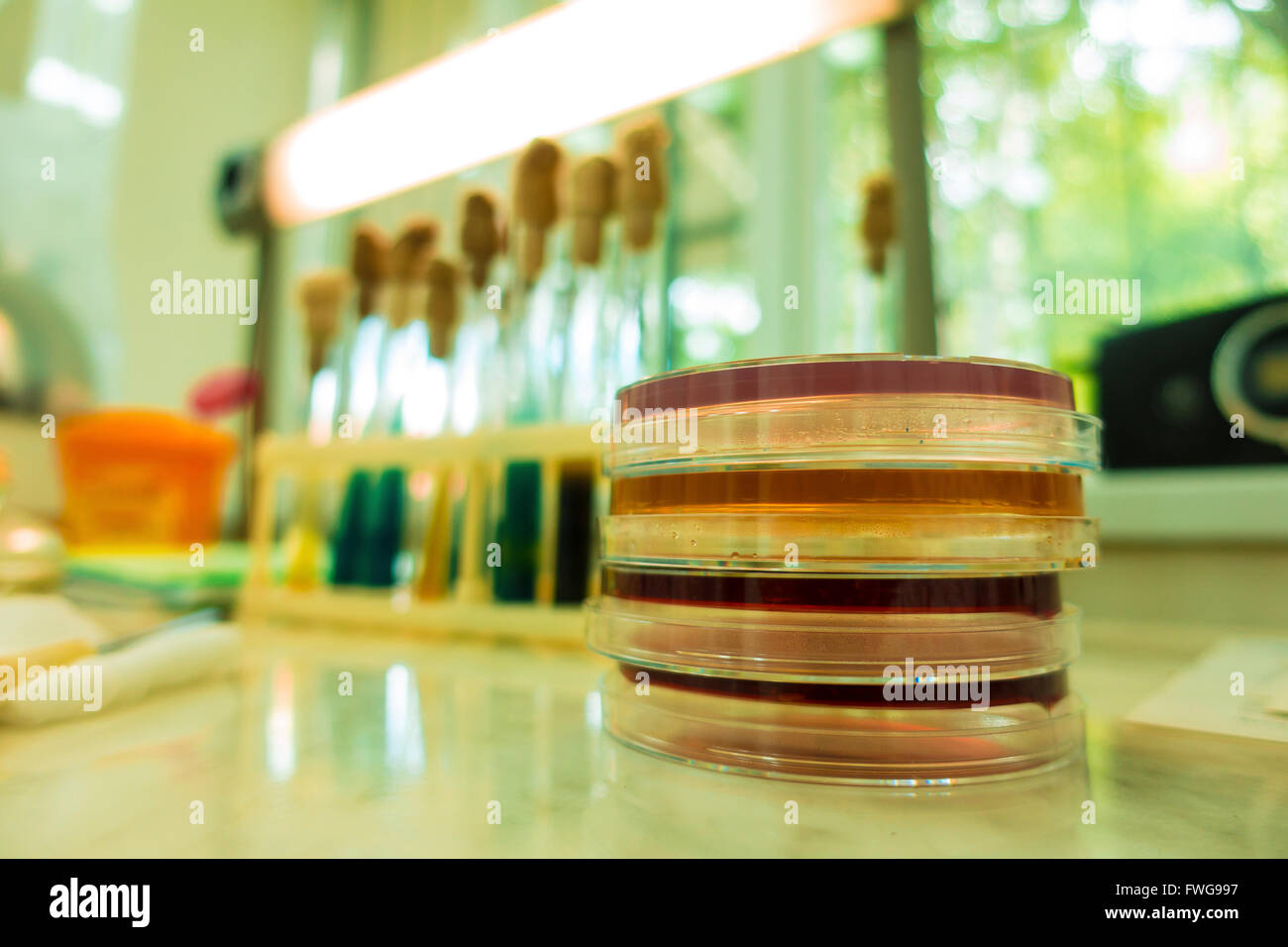 Capsule di Petri in laboratorio. Foto Stock