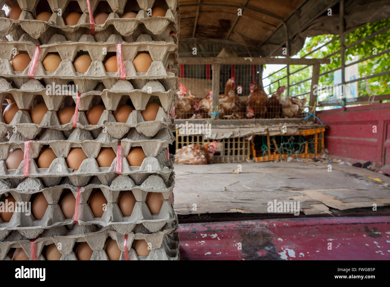 Scatole di uova sul retro di un autocarro con i polli vivi in gabbie. Pressione di stallo di mercato in città Pitas Sabah Borneo. Foto Stock