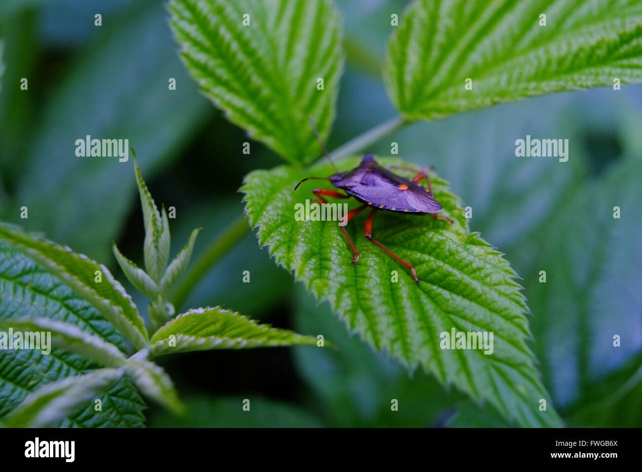 Violetta grasshopper su un fogliame in prossimità della zona del Chianti, Italia. Foto Stock