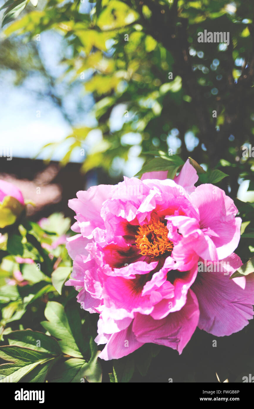 Rosa peonia in giardino Foto Stock
