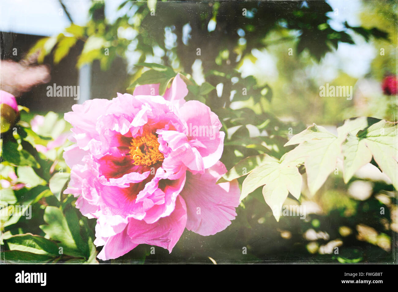 Rosa peonia in una brezza, la luce solare e giardino Foto Stock