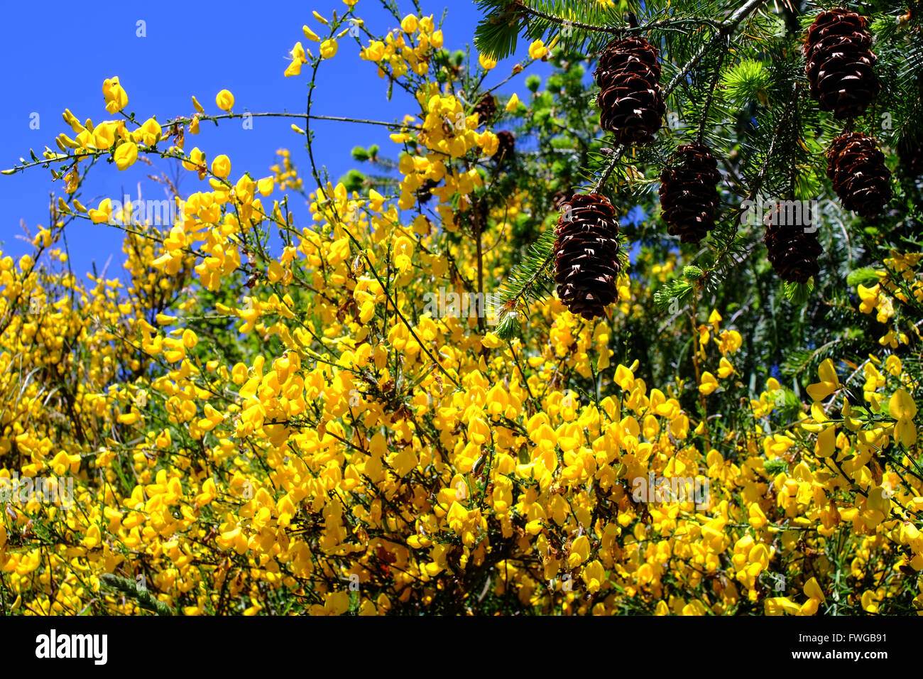 Tipica Toscana fiori vicino alla zona del Chianti, Italia Foto Stock