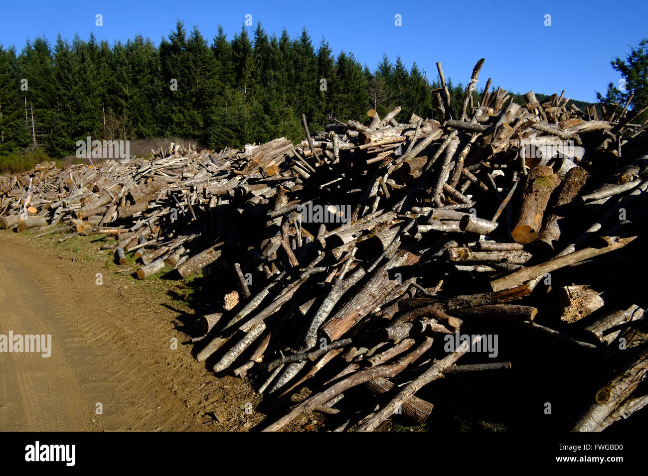 Toscana campo di legno vicino alla zona del Chianti, Italia. Foto Stock