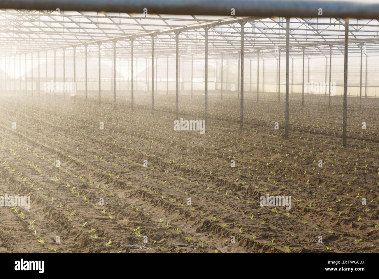 Crescere insalata in puro effetto serra eco frendly agricoltura Foto Stock