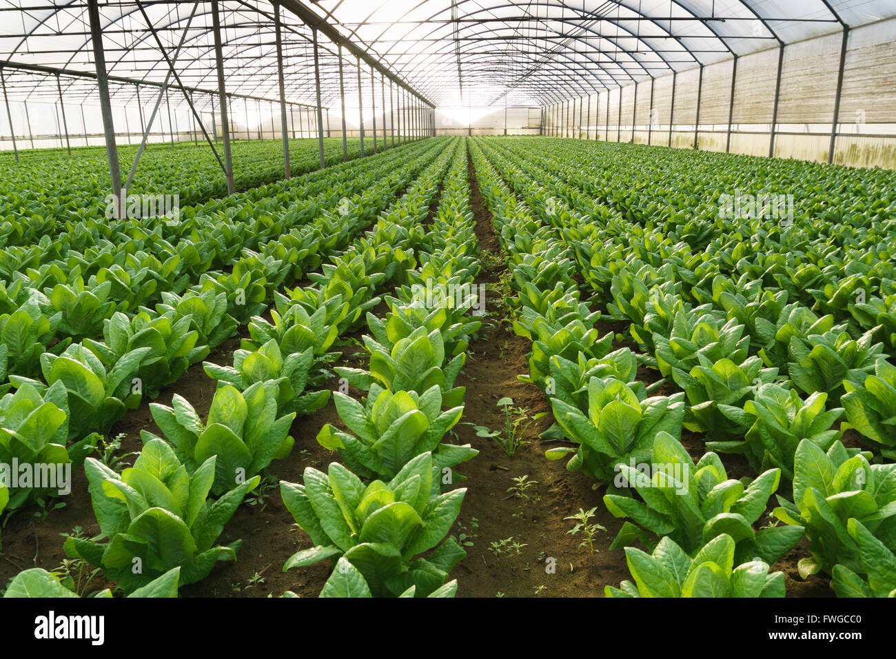 Crescere insalata in puro effetto serra eco frendly agricoltura Foto Stock