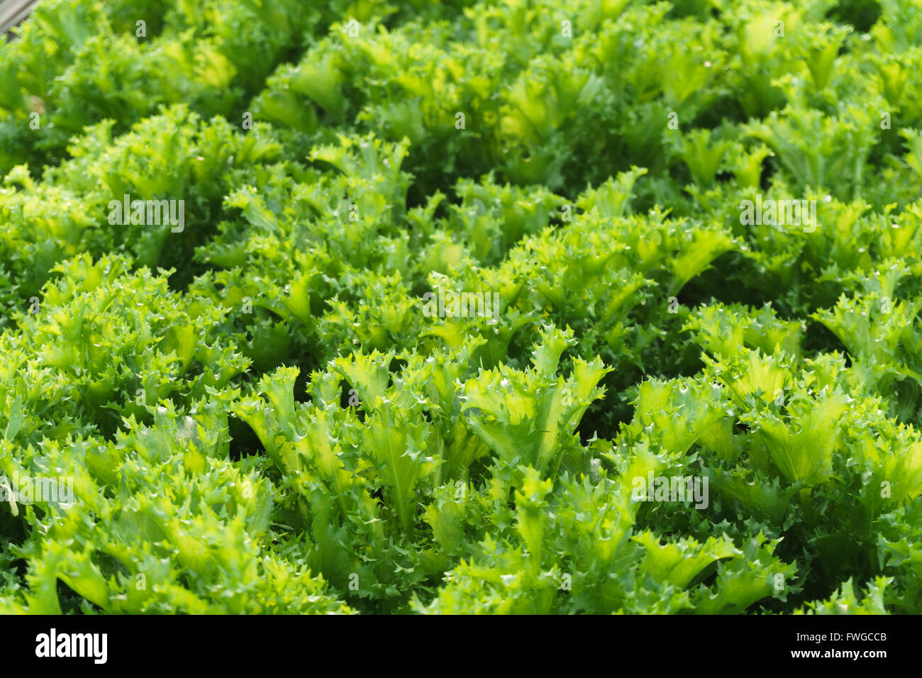 Crescere insalata in puro effetto serra eco frendly agricoltura Foto Stock