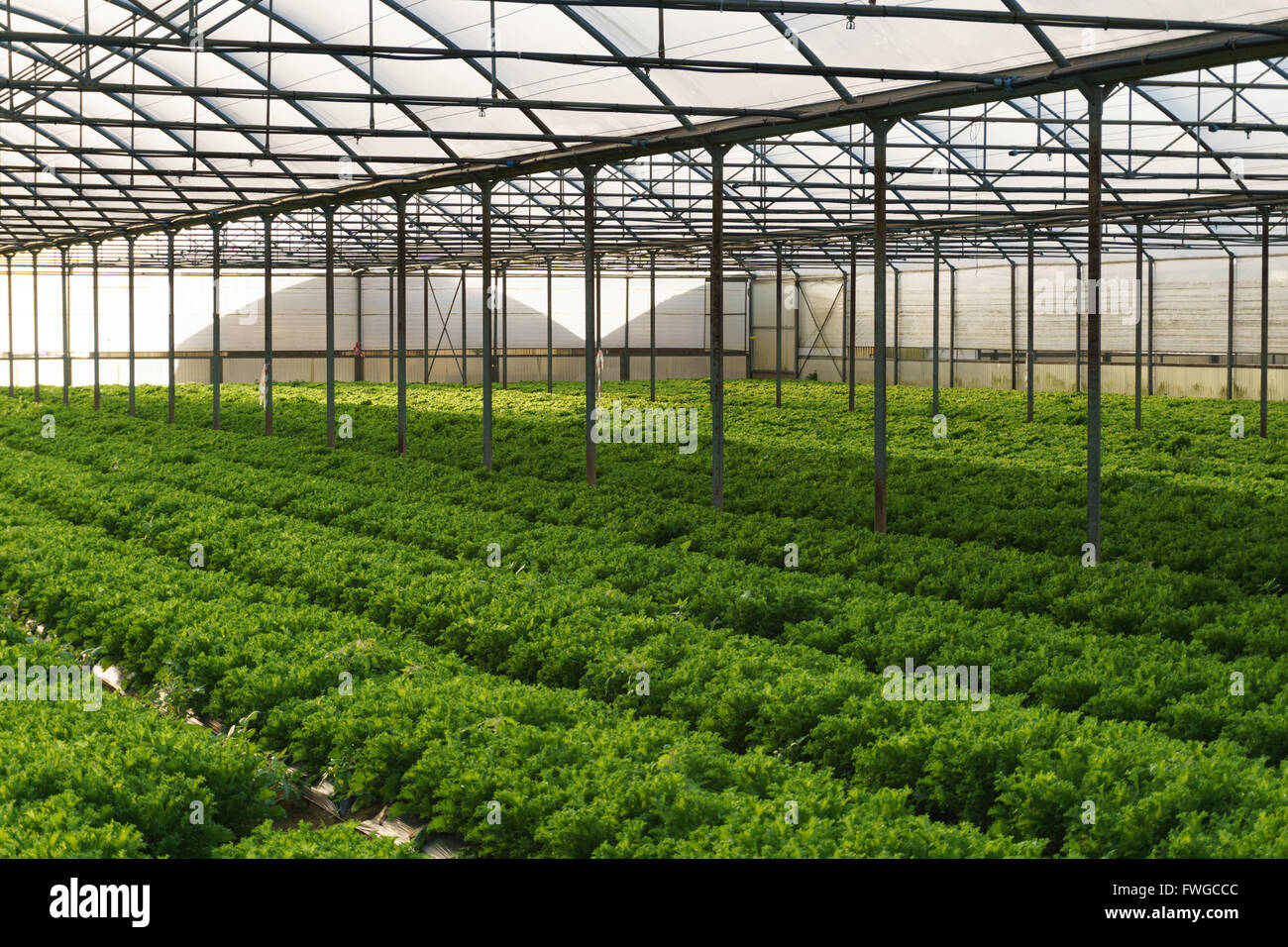 Crescere insalata in puro effetto serra eco frendly agricoltura Foto Stock