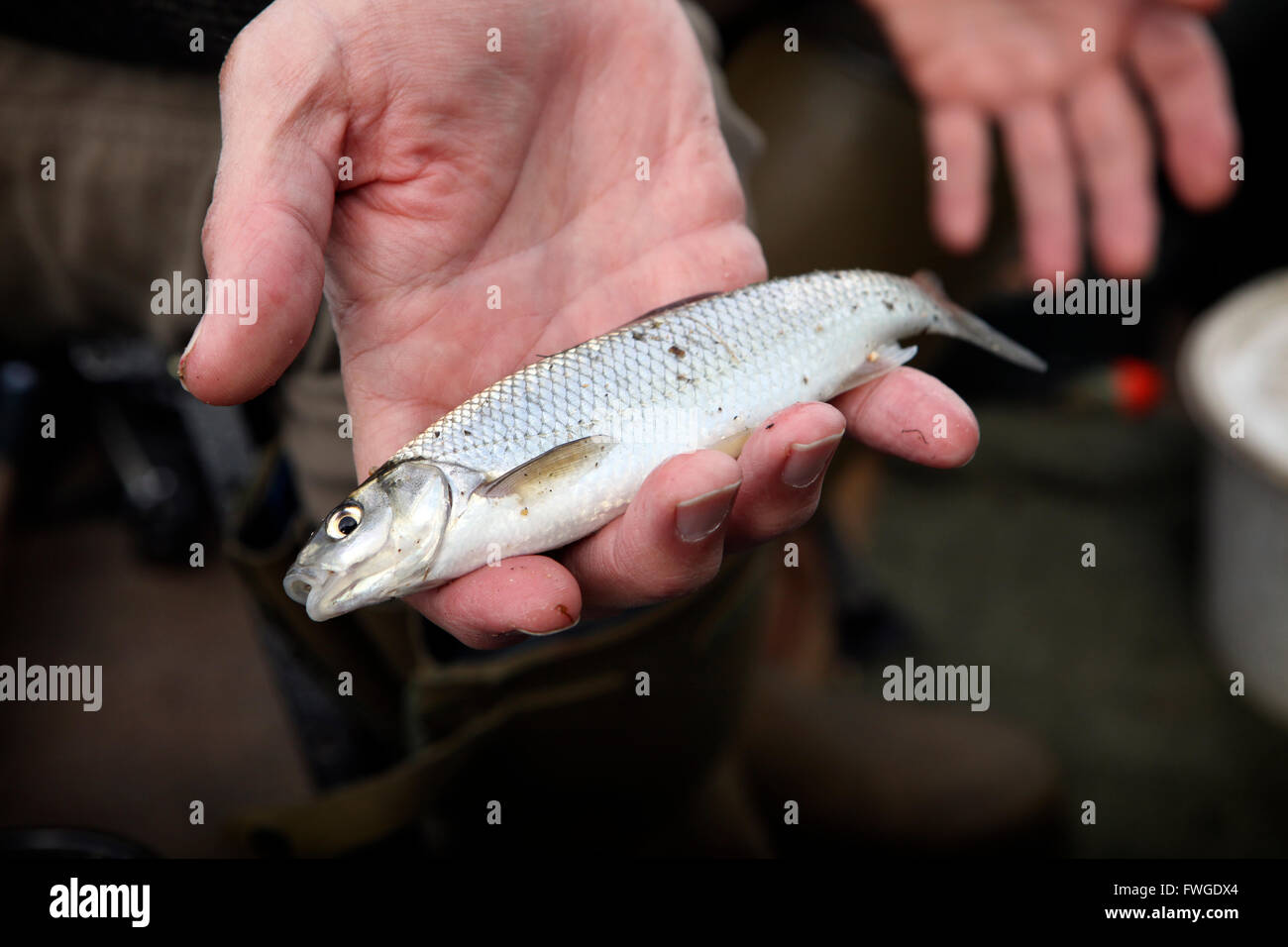 Un piccolo pesce Dace, un pesce pescato detenuto in un pescatore la mano. Foto Stock