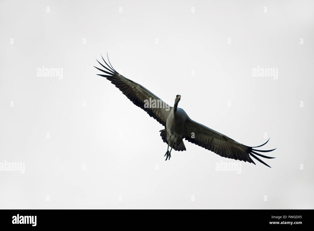 Comune o gru eurasiatica (grus grus). Avvicinamento a un'area di atterraggio. Foto Stock