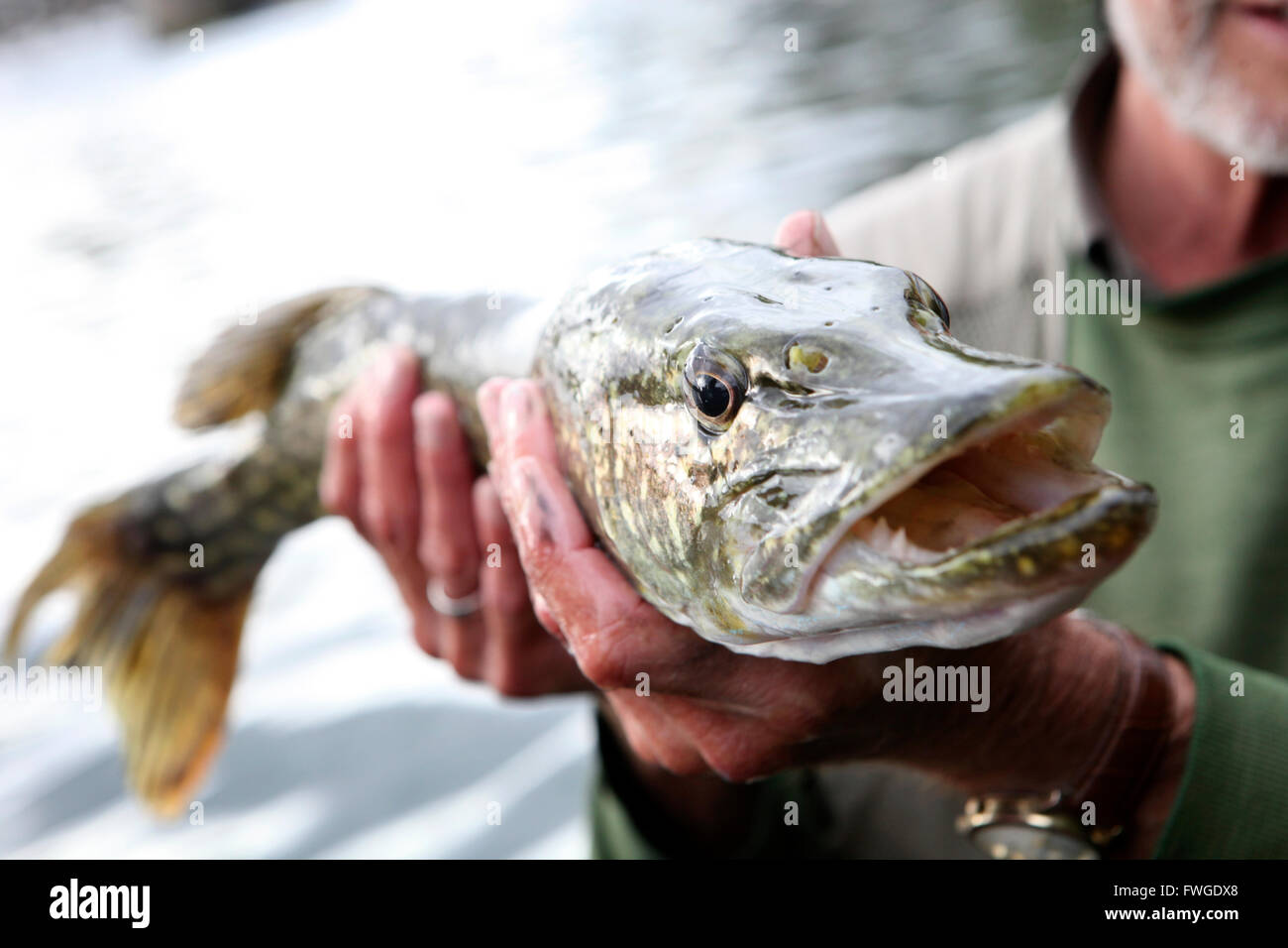 Un pescatore tenendo un grande pesce luccio con una bocca larga una cattura. Foto Stock