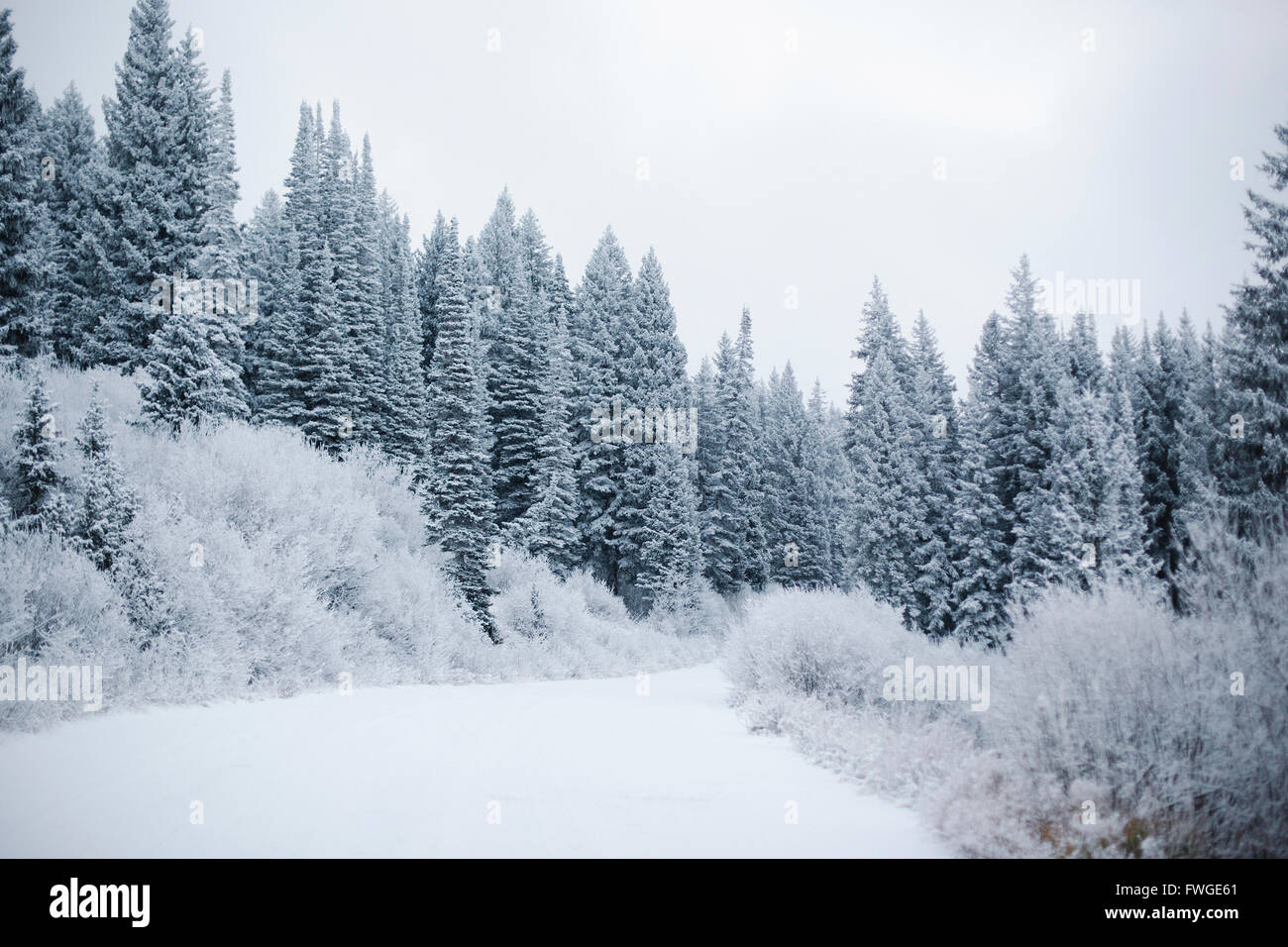 Le montagne in inverno, foreste di pino nella neve. Foto Stock