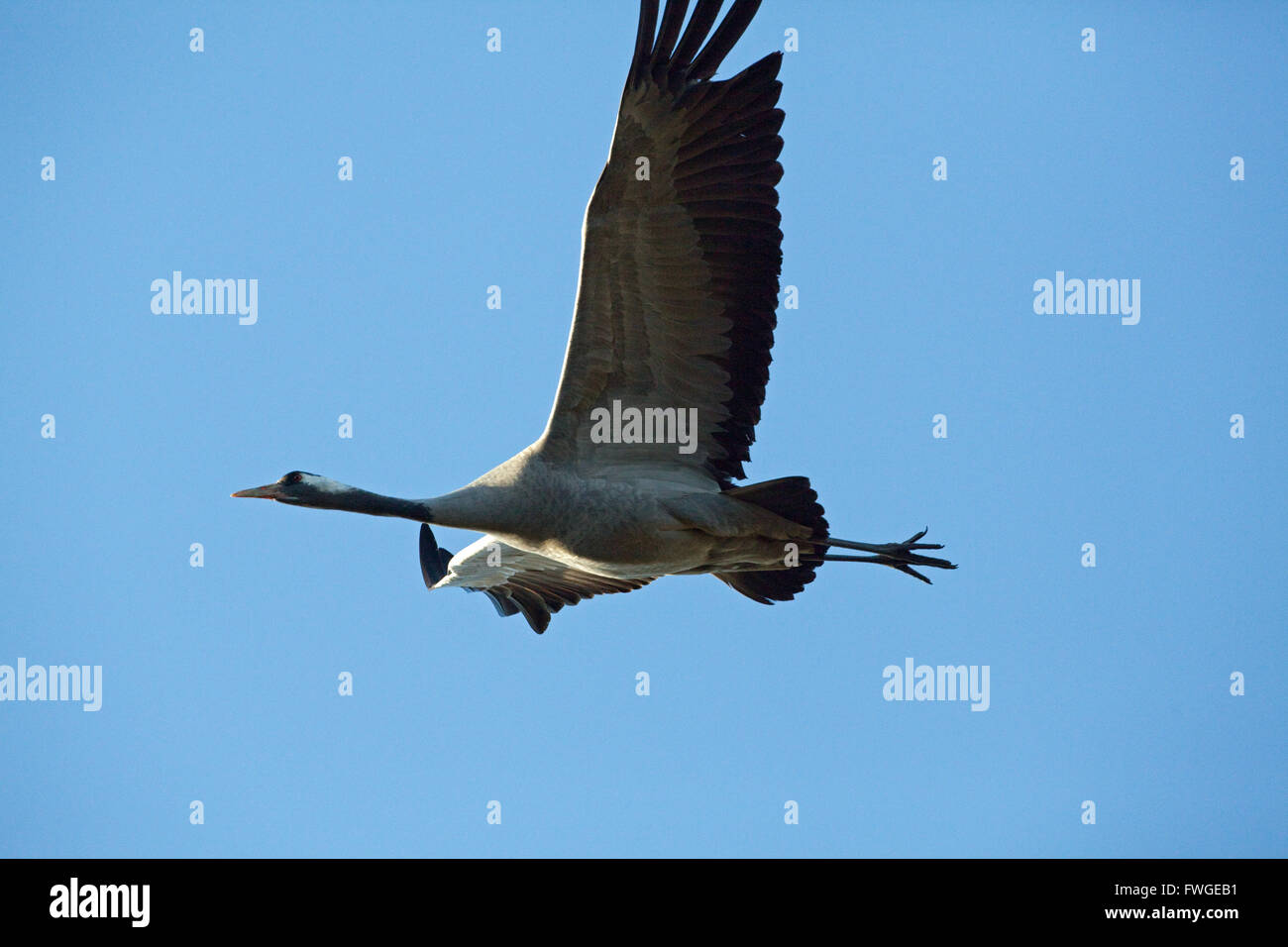 Comune o gru eurasiatica (grus grus). La corsa verso il basso. Avvicinamento a un'area di atterraggio. Numero cinque principali ala sinistra mancante o rotto. Foto Stock