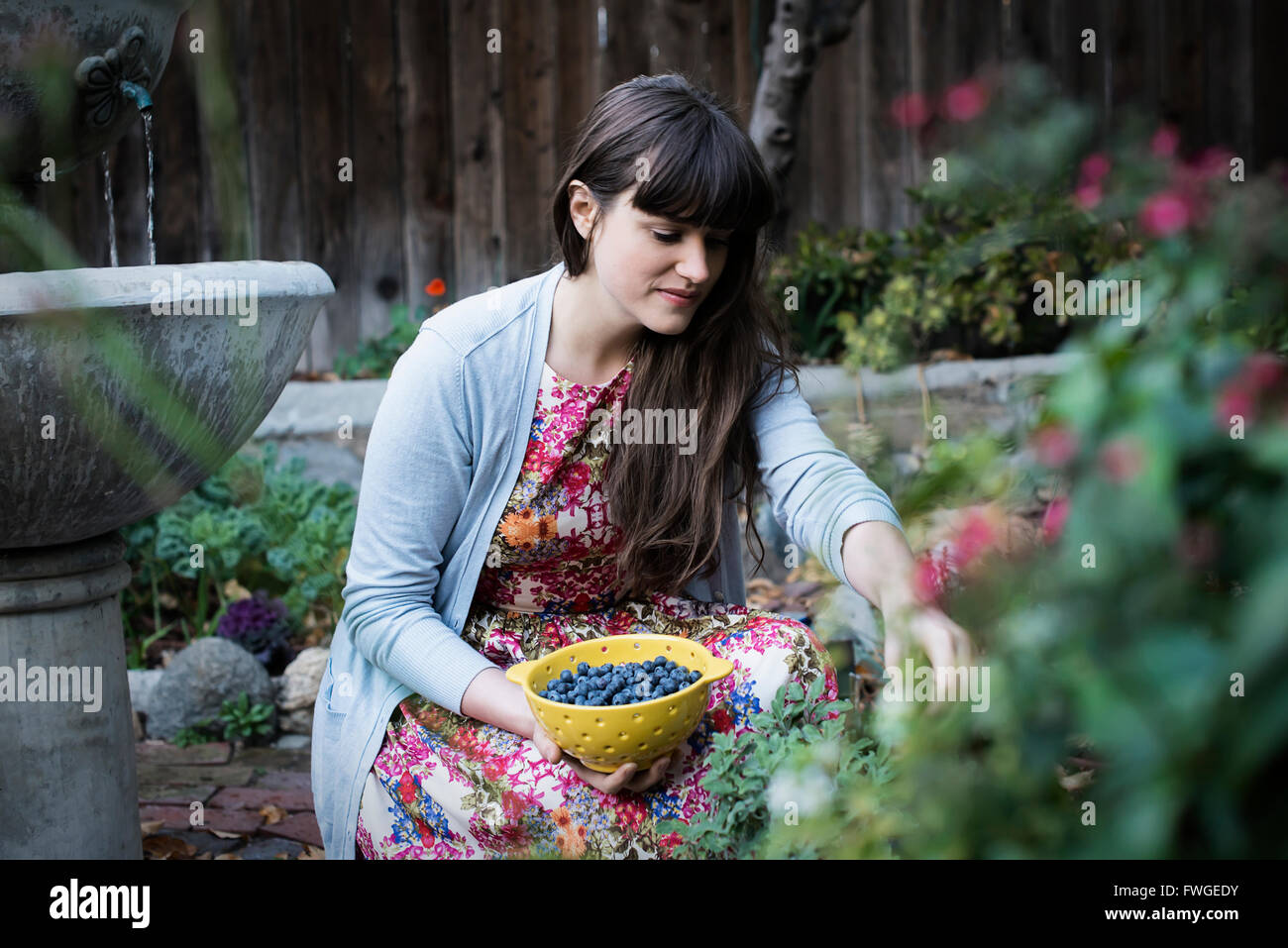 Una giovane donna di mirtilli di prelievo da piante in giardino. Foto Stock