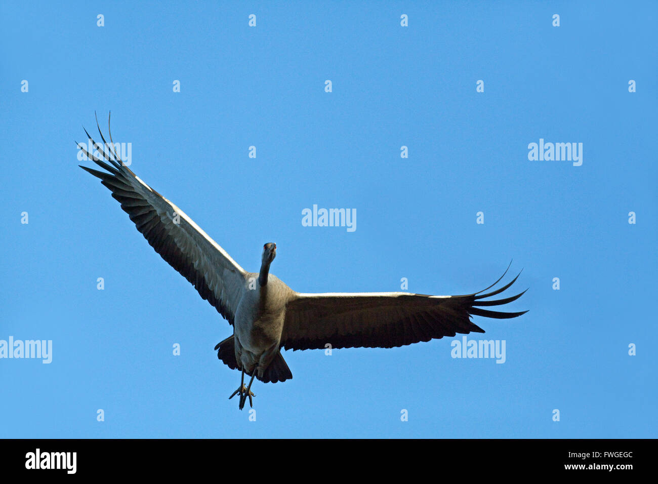 Comune o gru eurasiatica (grus grus). Volo di avvicinamento. Broadland. Norfolk. Regno Unito. Foto Stock