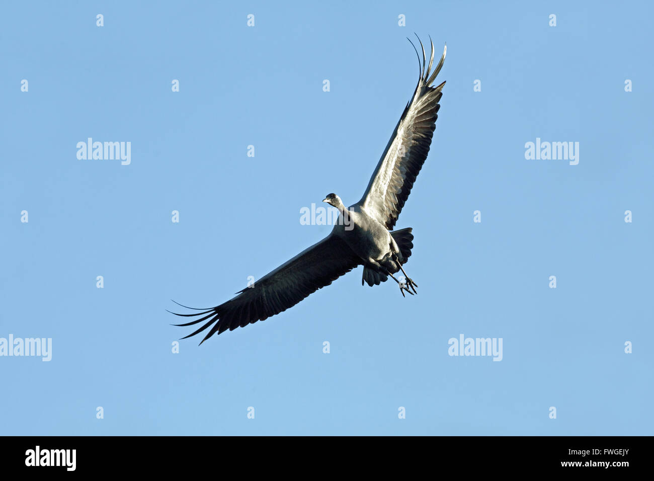 Comune o gru eurasiatica (grus grus). Volo di avvicinamento. Broadland ricognizione. Norfolk. Regno Unito. Foto Stock