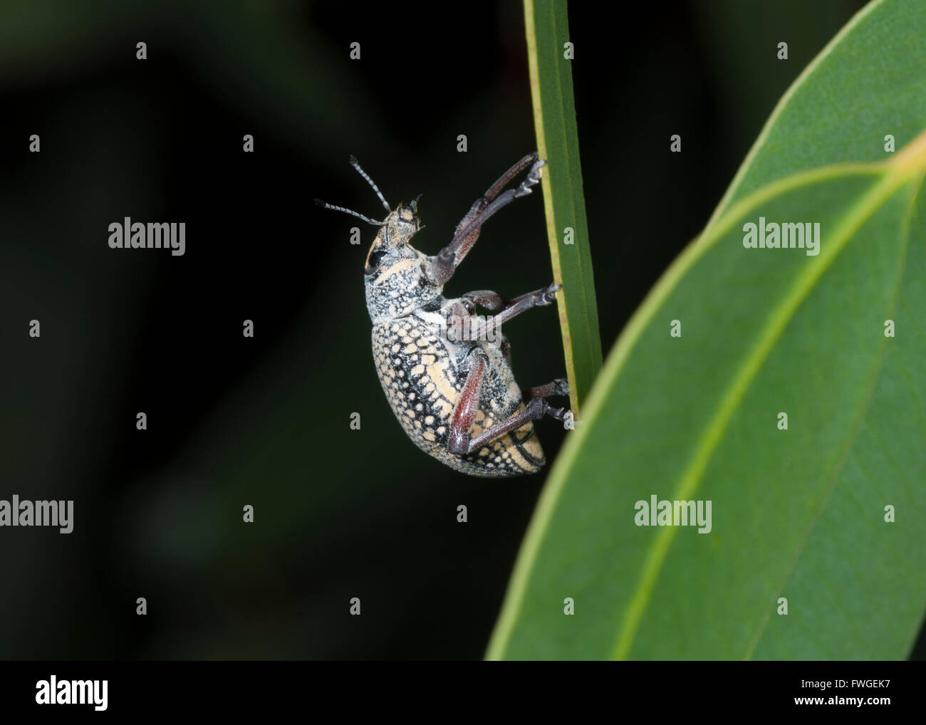 Red-gambe (Curculione Catasarcus impressipennis), Australia occidentale, Australia Foto Stock