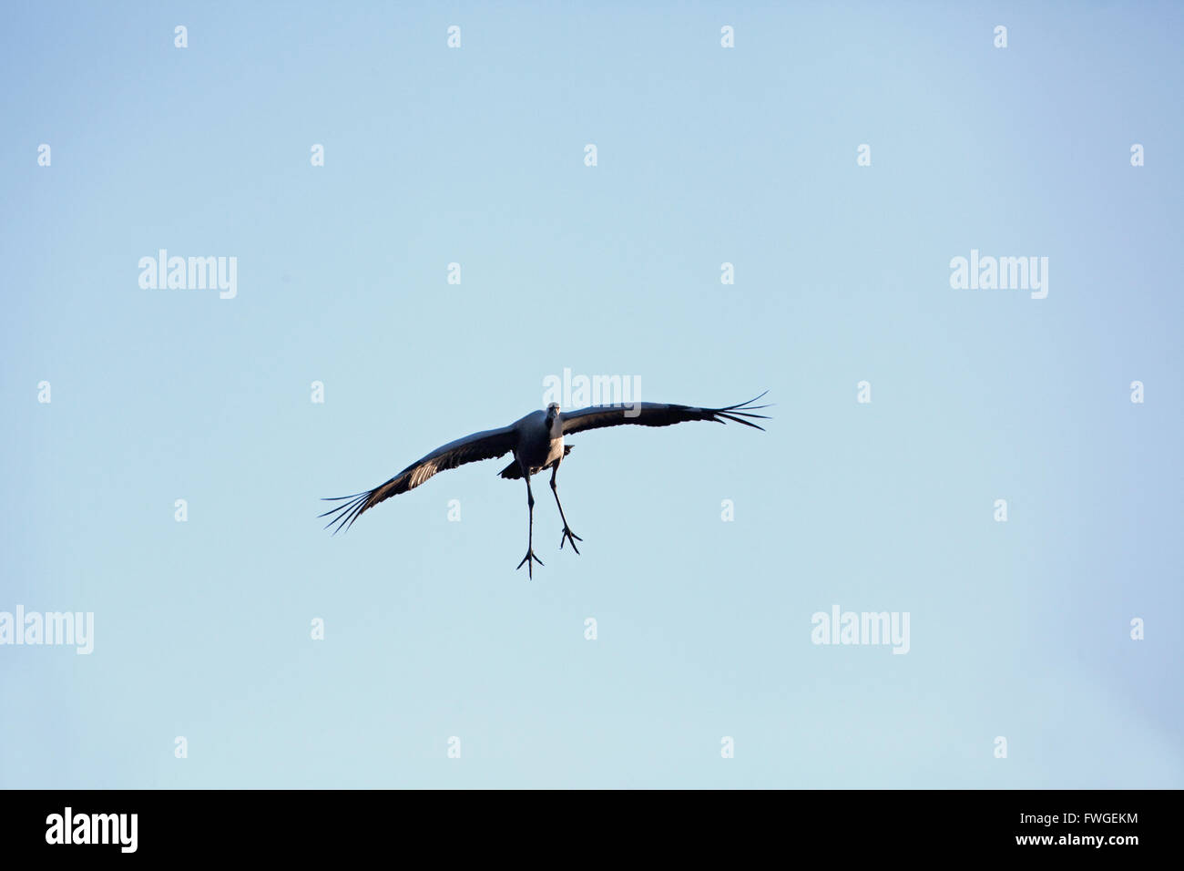 Comune o gru eurasiatica (grus grus). Avvicinamento a un'area di atterraggio. In procinto di scendere. Foto Stock